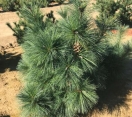 ´Wiethorst´ Hybrid Pine